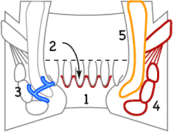 肛門　解剖　括約筋