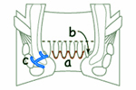 肛門部解剖の図